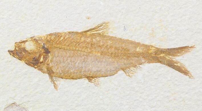 Nice, Knightia Fossil Fish - Wyoming #47826